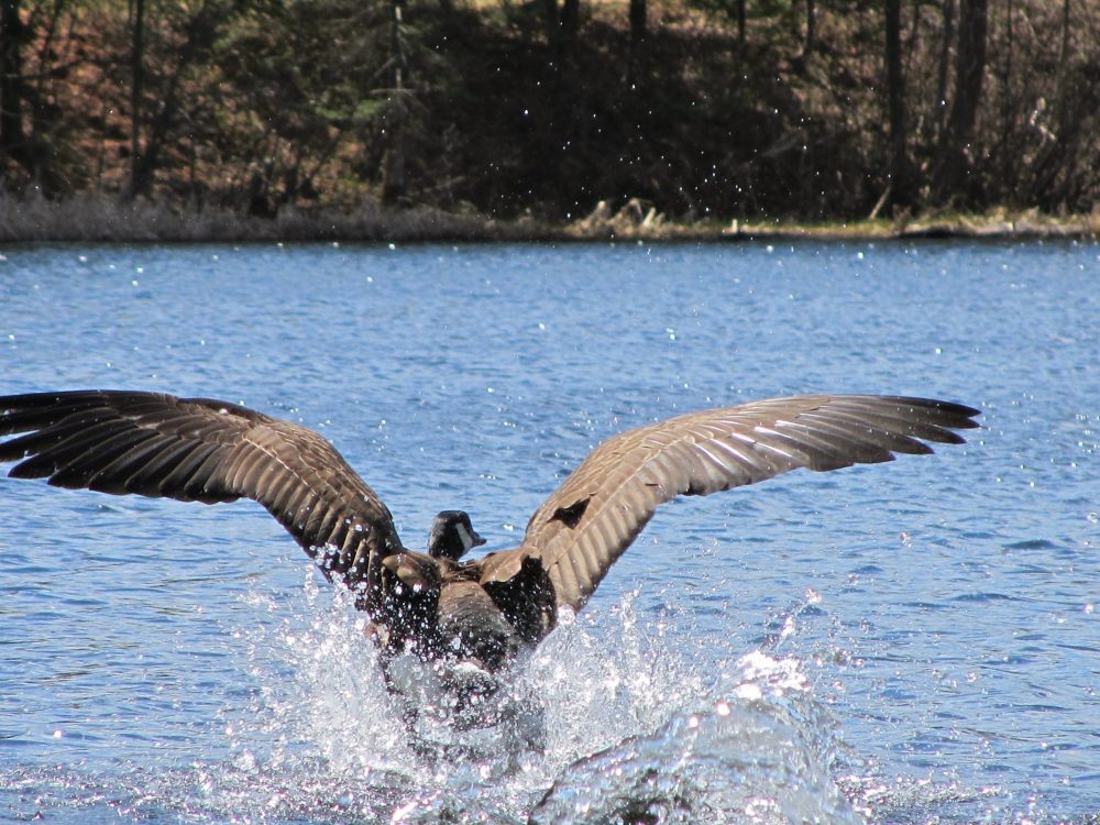 Photo d'une bernache au lac Long Pond dans les Cantons de l'Est